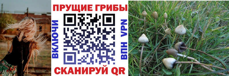 где найти наркотики Ишим Галлюциногенные грибы мицелий